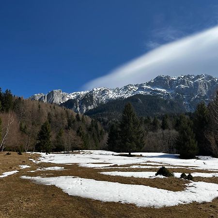 Pensiunea Aliart Zărneşti المظهر الخارجي الصورة